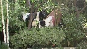 Hei&szlig;e Br&uuml;nette reibt sich im Freien