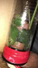 Hard Nettles dick