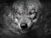 Str8 Boy CUM TO THE DARK SIDE (www.Flint-Wolf.com)