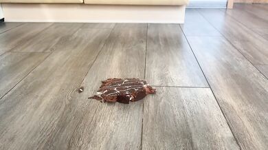 German Gloryhole Kuchen Gets Squished By 86kg Angel Boots