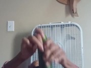 COUGER  GREY PUSSY