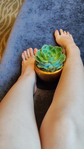 Succulent Submission