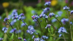 BNWO Step-Mommy Takes You Deeper - ASMR - (1)