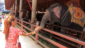 ”Elephants feeding with amateur Thai GF & sex at home”