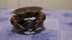 Eat a Big Monster ORDER a