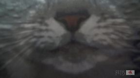 犬嗅ぎ娘9 6飲尿&放尿 編(dog14-06/フェ血ス)