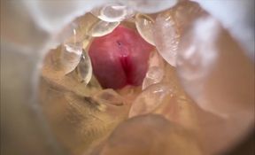 Huge Creampie with Internal View While Fucking Fleshlight, Moaning and Dirty Talking