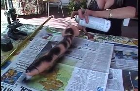 Special cuckold... Big black cock for my wife&#039;s desire...