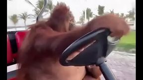 Procurando interesseira com minha ferrari (Fudi dentro do carro com a puta da elisa sanches e adriana chechik em um &uacute_nico v&iacute_deo) por Miami e s&atilde_o paulo