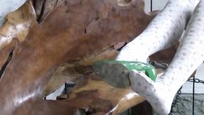 ”Sweet blonde models stunning stockings just for you”