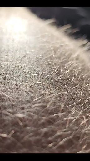 Ginger Fur