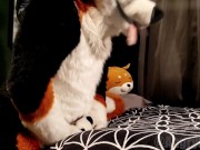 Horny pup humps his own paws