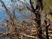 Ginger dick out at the river enjoying mother nature
