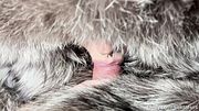 Custom! POV Blowjob in silver fox fur coat