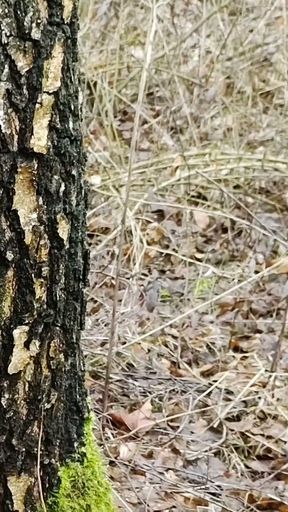 I quickly jerk off and cum in the forest for my subscriber!   Clip 1