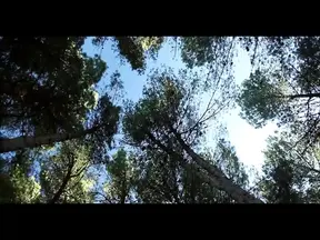 Blonde BDSM slave deepthroats and gets fucked hard in a wild threesome