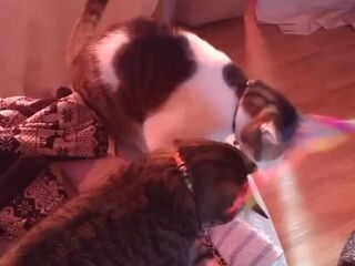 Hawt tattoo beauty playing with her kittens