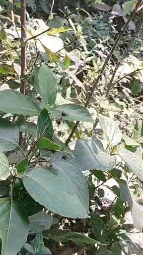 A Asian Boy IN Forest Handjob foking   Clip 2