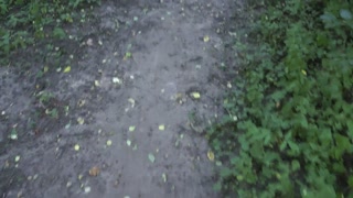 Marking the Forest Trails with my Pee