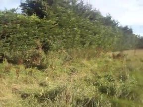 FLESHLIGHT At HAY BALES And BULGE