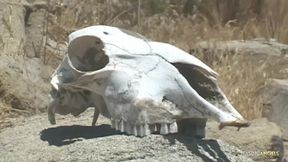 They got this blonde bitches bag so she ended up in a wild desert orgy.