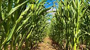 CORNFIELD ASMR PART 2 - Relaxing Visuals And Sounds In Nature 😌😎🌳🌲🌾🌽