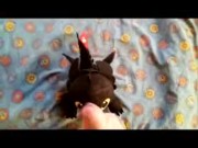 Dragon Toothless Plush in Head 2