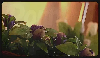 Jun Kusanagi & Yuri Aine: Uncensored Japanese Lesbian Tease