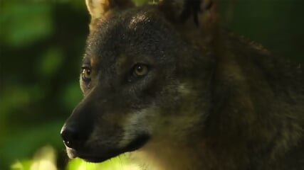 Pagan forests pmv episodes 1-5