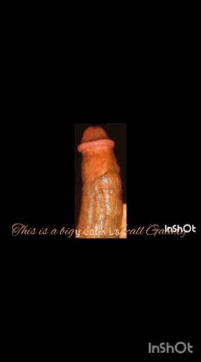 Huge Oil Cock Chocolate 2