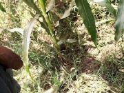 Pissing in corn field_pies video