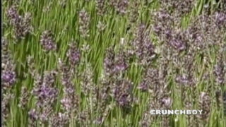 Ragazzi si fanno scopare il culo a pelo nudo in un'orgia pubblica