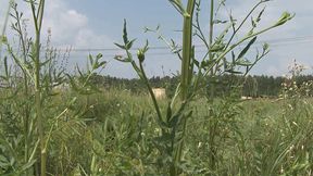 Aliz Gives a Deepthroat Blowjob Before Having Her Ass Gaped Open by His Rod!!!