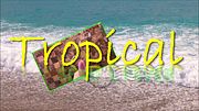 PROMOTION TROPICAL SEXUAL FEVER