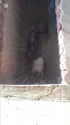 Our little stepbrother masturbating in the Bathroom