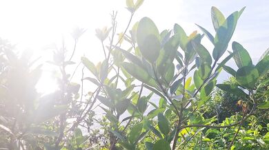 Porcelain Doll meets a fan on Guarujá beach and gives him a blowjob, swallowing his entire cock until she drinks his cum