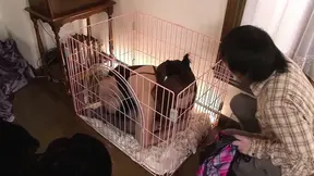 Hot girl gets a double penetration after sucking two long hard cocks