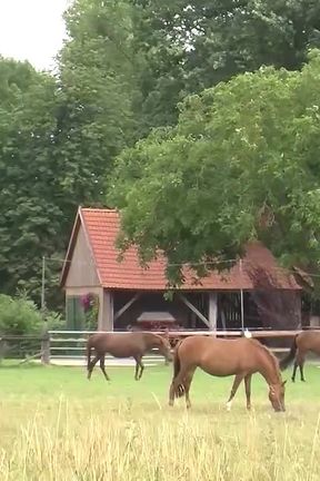 Learn to Ride with the Horny Farmers on Their Farms and in the Barns