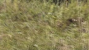 pervert on wild beach outdoors on shore lake saw naked sunbathing sexy milf and decided to masturbate dick on her. masturbation cock, cumshot, strong orgasm and sperm