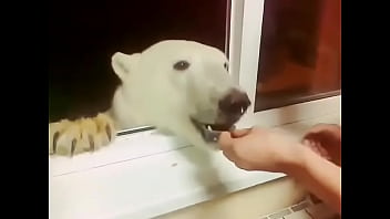 Urso polar comendo bolacha na R&uacute_ssia