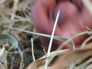 Young jerking off: Masturbation in the Hay in the Village - at Grandpa's Father!