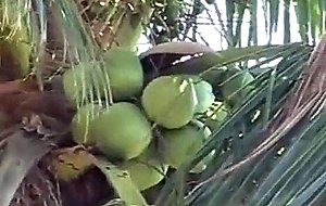 Busty latina hottie sucking & fucking