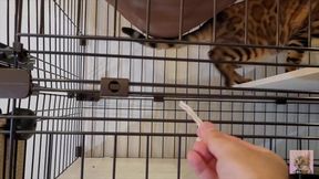 Pussy who wants your treat and tries hard to lick it     I can see all the way into her mouth!