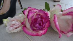 TRAMPLE FLOWERS WITH SHOES (fd)