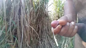 Outdoor Handjob Ends in Sweet Cumshot Amid Sugar Cane Field