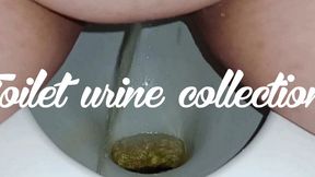 Toilet urine collection
