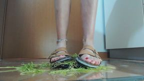 The grass I picked from the garden - L'erba che ho preso in giardino