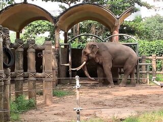 Elephants of Saigon. Vietnam