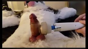 Furry cums 7th time in a row with wand