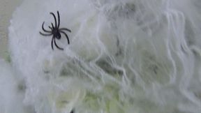 Swallowed 3 spiders b